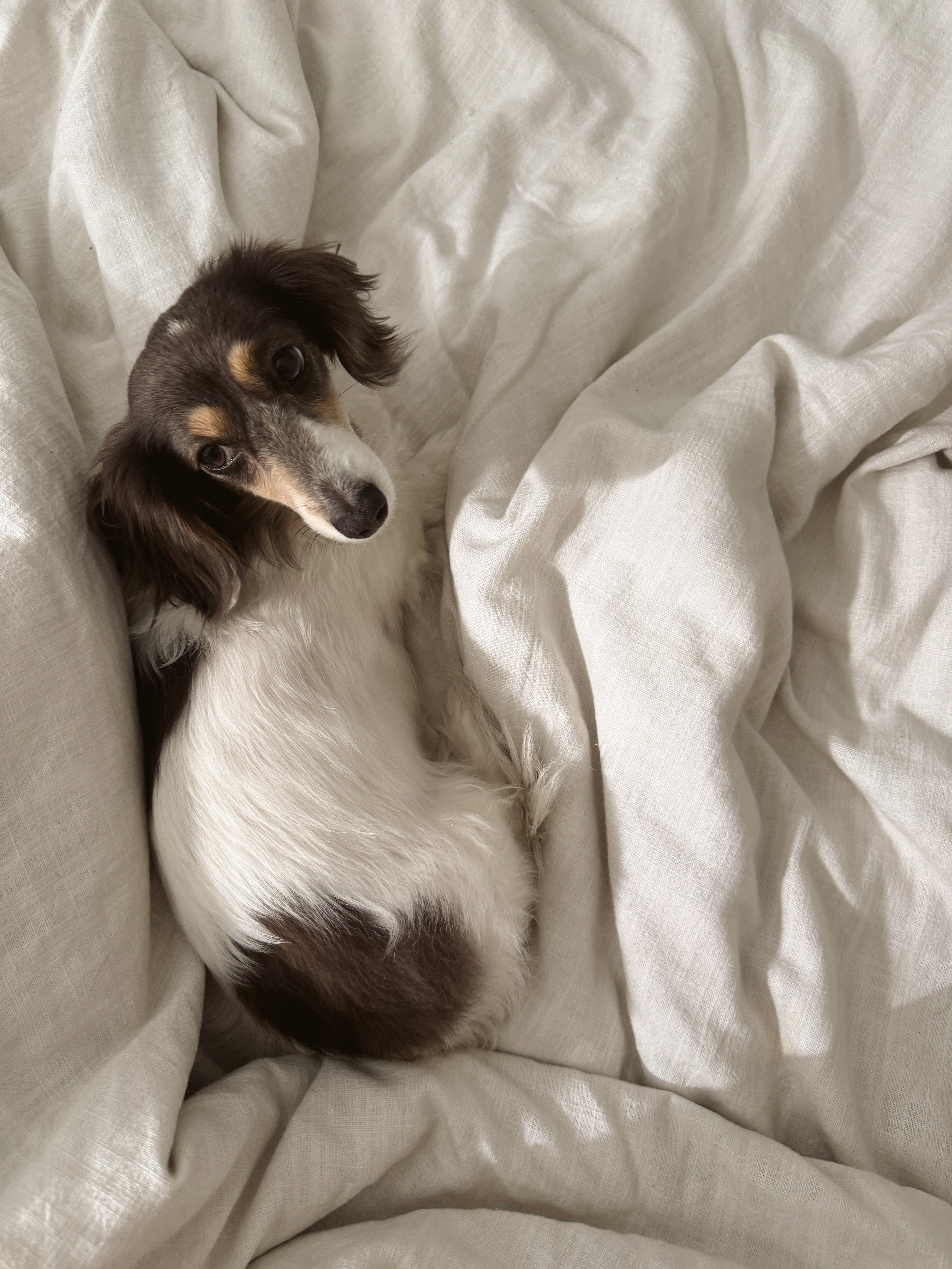 Peut-on avoir un animal de compagnie quand on a la peau sensible?