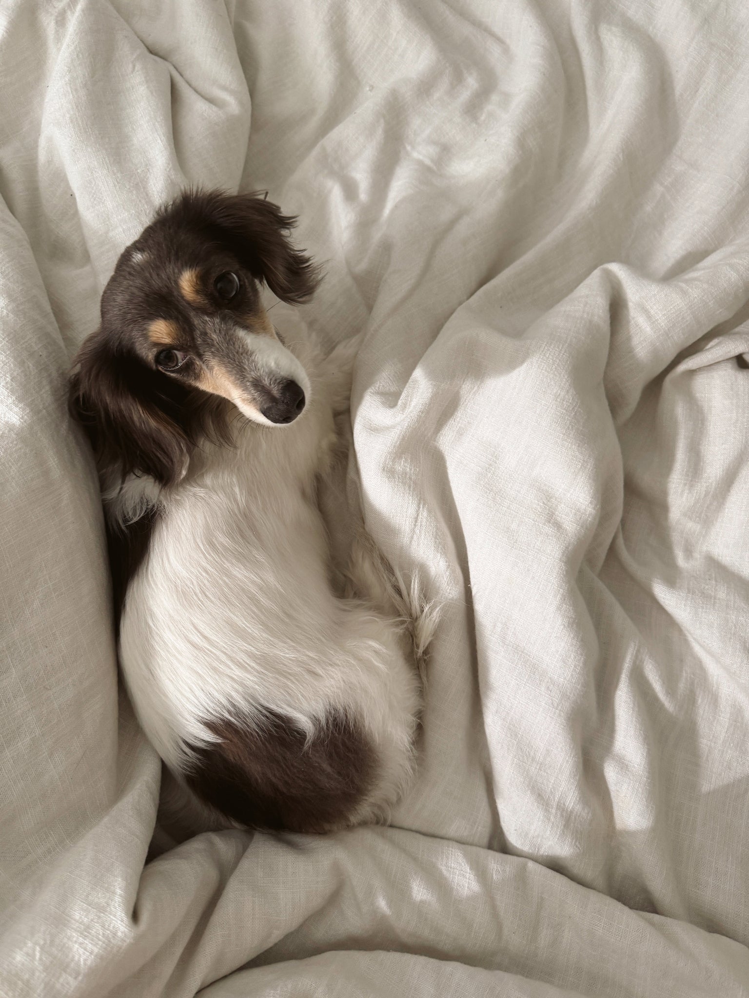 Peut-on avoir un animal de compagnie quand on a la peau sensible?