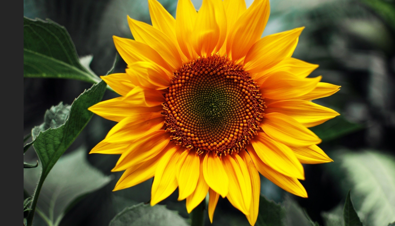 Helianthus Annuus Seed Oil (Huile de tournesol)