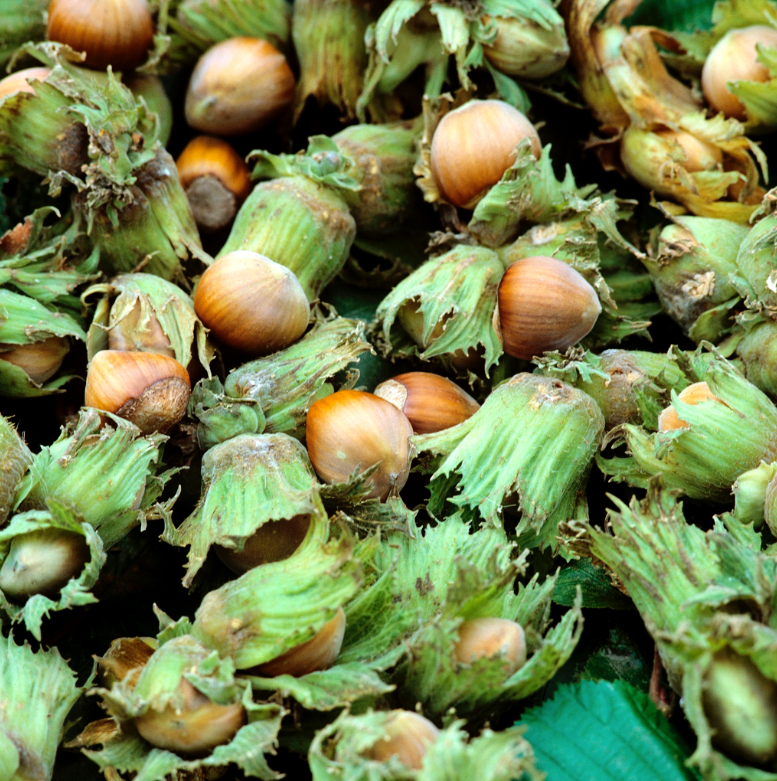 Corylus Avellana Seed Oil (Huile de noisette)