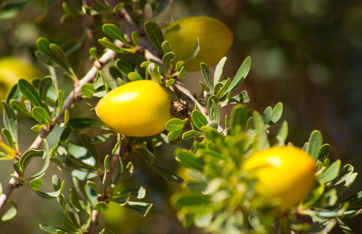 Argania Spinosa Kernel Oil (Huile d'argan)