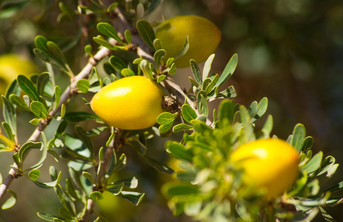 Argania Spinosa Kernel Oil (Huile d&#39;argan)