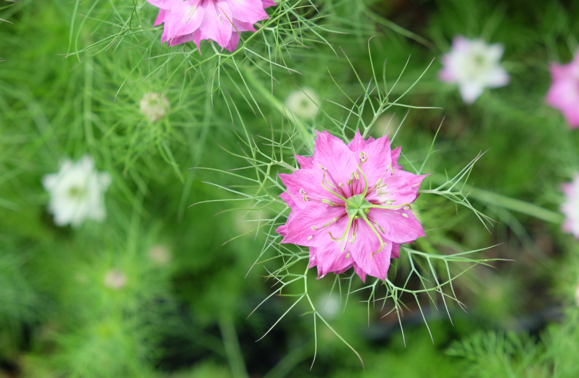 Nigella Sativa Seed Oil (Huile de nigelle)