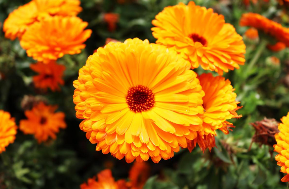 Calendula Officinalis Flower Extract (Extrait de fleur de calendula)