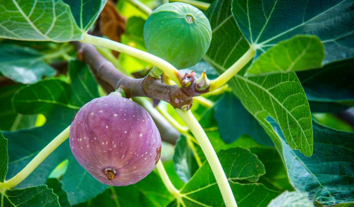 Opuntia Ficus-Indica Flower Extract (Extrait de fleur de figuier de Barbarie)