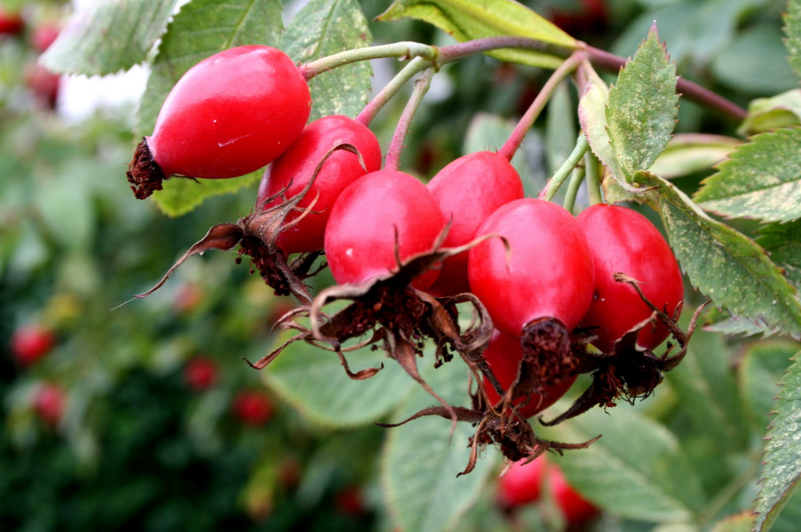 Rosa Canina Fruit Oil (Huile de cynorrhodon)