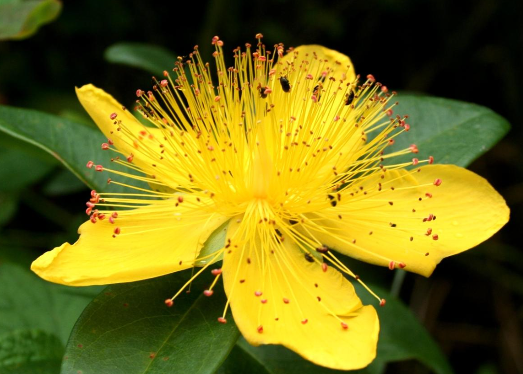 Hypericum Perforatum Flower Extract (Extrait de fleur de millepertuis)