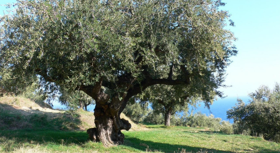 Olea Europaea Fruit Oil (Huile d&#39;olive)