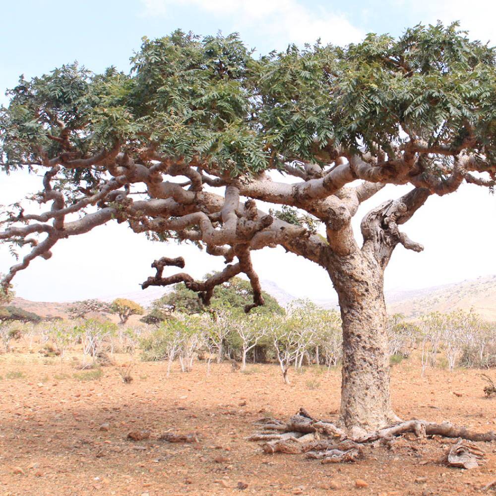 Boswellia Serrata