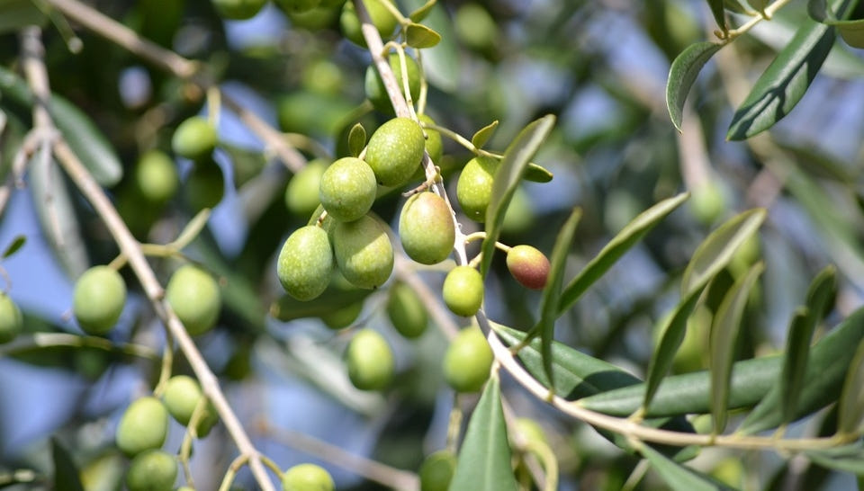 Huile d'Olive Bio